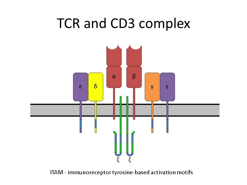 TCR and CD3 complex ITAM - immunoreceptor tyrosine-based activation motifs